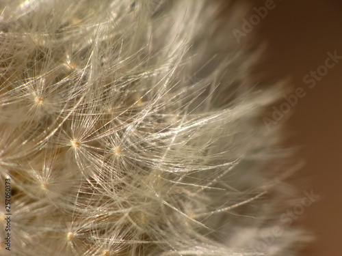 Dandelion Seed Head Macro