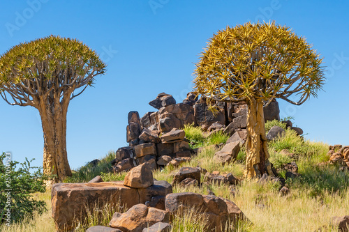 Quiver tree forest at Keetmanshoop photo