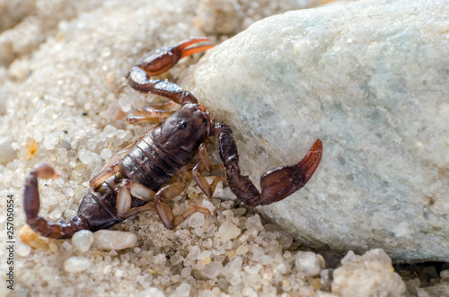 Scorpion sitting on a stone close up © andrei310