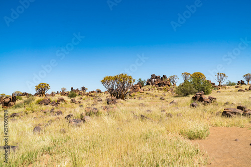 Quiver tree forest at Keetmanshoop photo