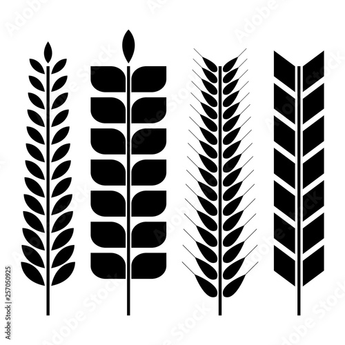 Set of various wheat spikelets, vector illustration.