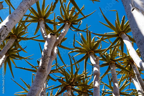 Quiver tree forest at Keetmanshoop photo
