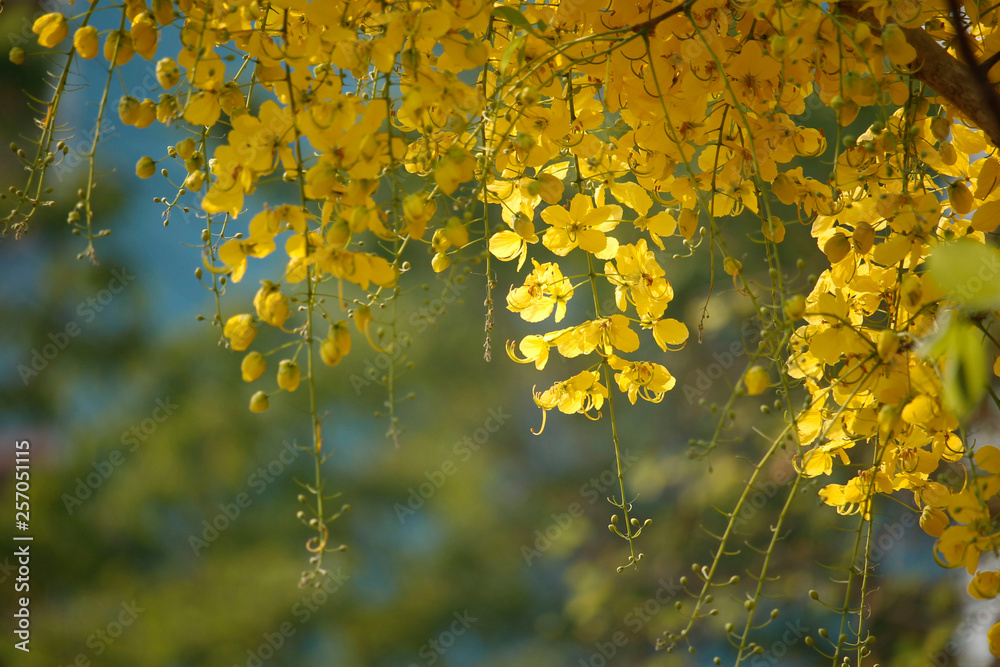 Cassia fistula or golden shower national flower Cassia fistula or golden shower national flower