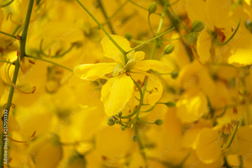 Cassia fistula or golden shower national flower Cassia fistula or golden shower national flower