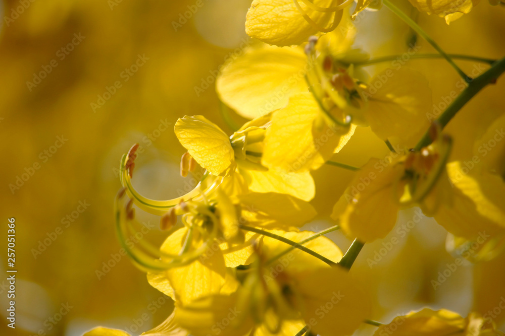 Obraz premium Cassia fistula or golden shower national flower