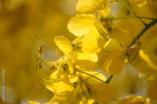 Cassia fistula or golden shower national flower
