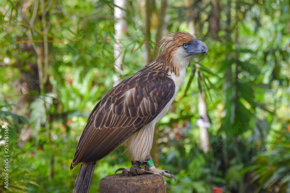 Philippine Eagle, Monkey eating eagle, Malagos, Davao City, Philippines Philippine Eagle, Monkey eating eagle, Malagos, Davao City, Philippines