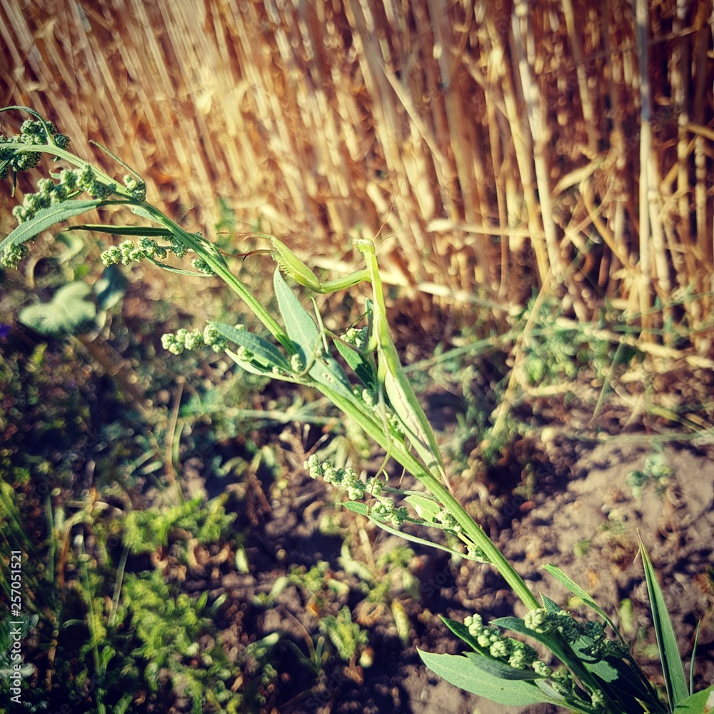 Obraz premium Mantis