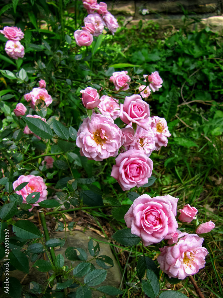 Pink Tea Roses in the Garden