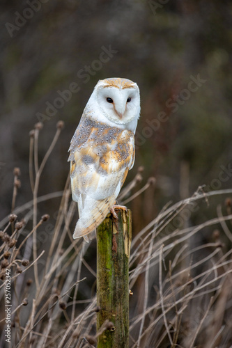 European Barn Owl (Tyto Alba) in completely natural habitat