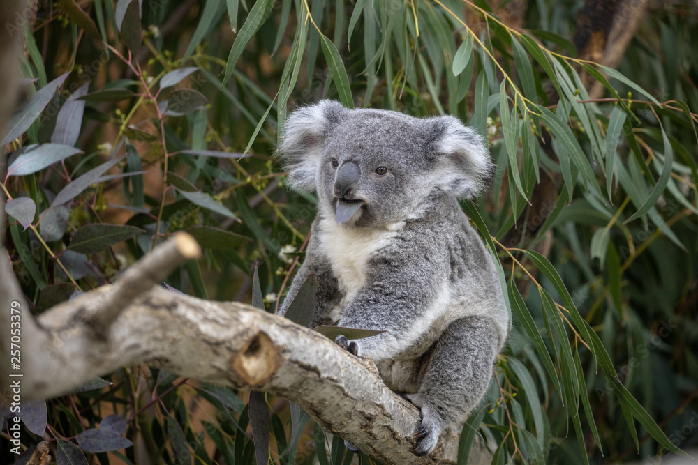 Fototapeta premium コアラ,子ども(赤ちゃん)