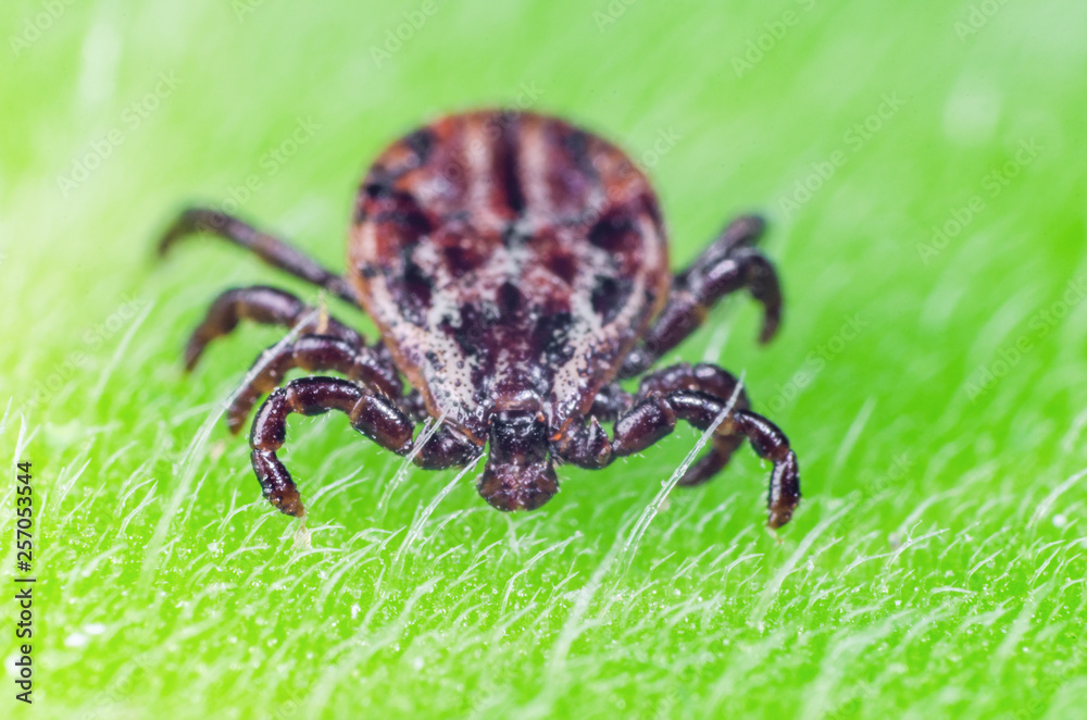 A dangerous parasite and infection carrier mite sitting on a green leaf A dangerous parasite and infection carrier mite sitting on a green leaf
