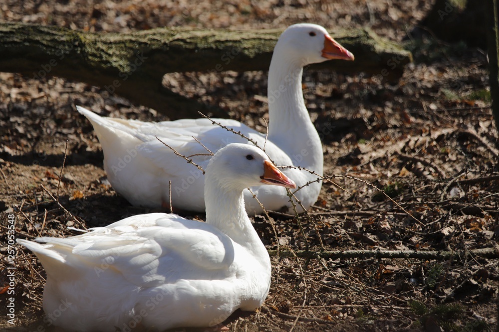 Obraz premium tiere genießen de Frühling