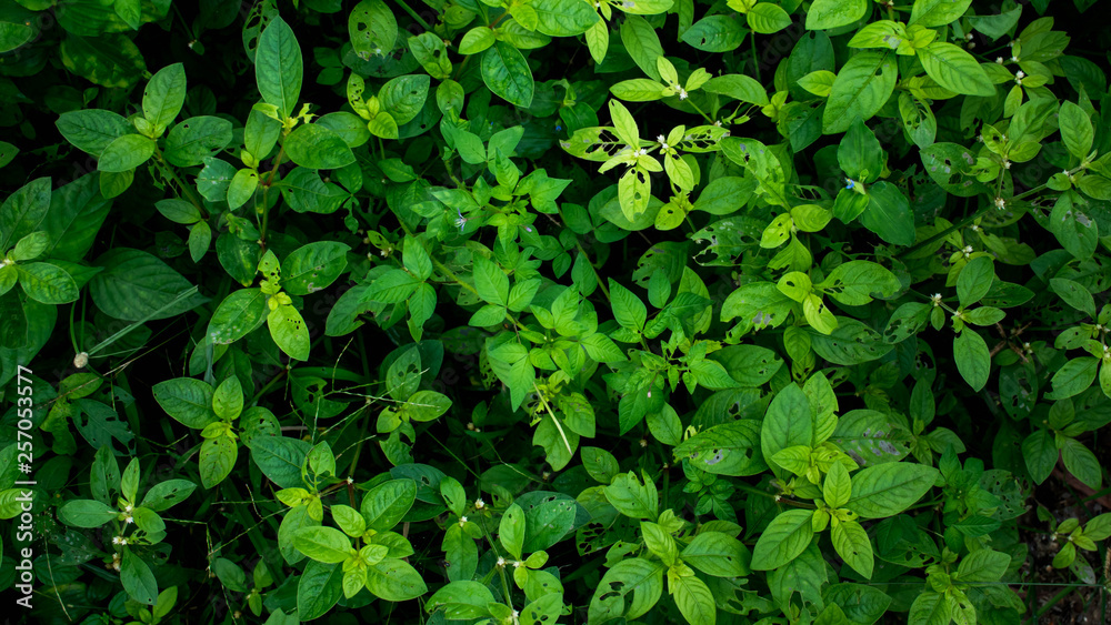 Green leaf background or the naturally walls texture Ideal (selective focus) Green leaf background or the naturally walls texture Ideal (selective focus)