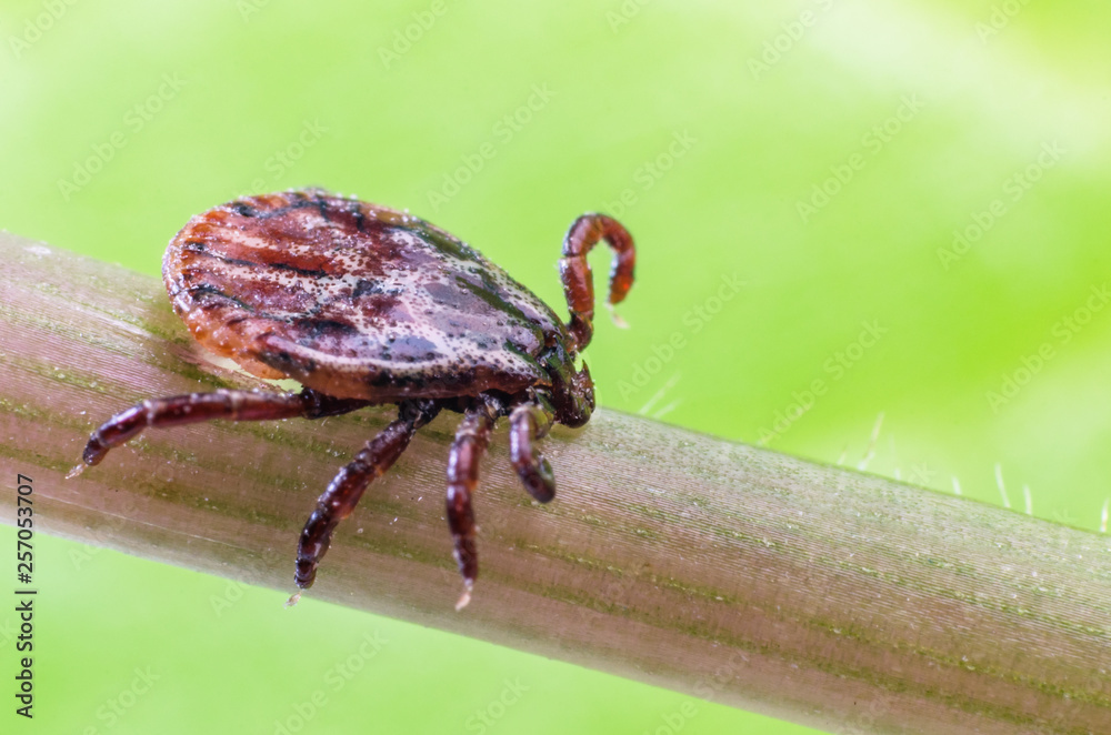 A dangerous parasite and a carrier of mite infection on a branch A dangerous parasite and a carrier of mite infection on a branch