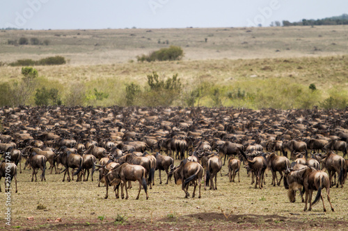 Wildebest crossing the Mara River during the annual migraition in the Masai Mara National Reserve in Kenya
