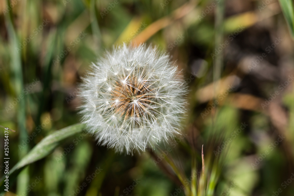 Primer plano de flor de diente de león.