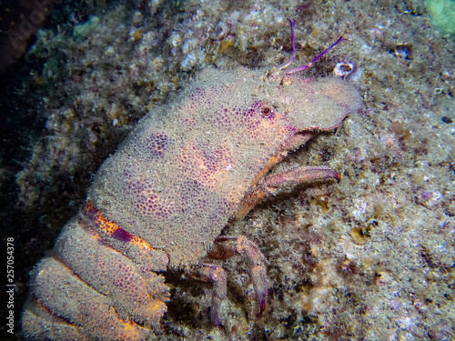 Galapagos Slipper Lobster (Scyllarides astori) photo