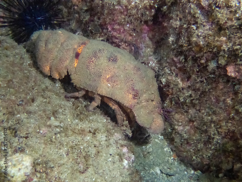 Galapagos Slipper Lobster (Scyllarides astori) photo