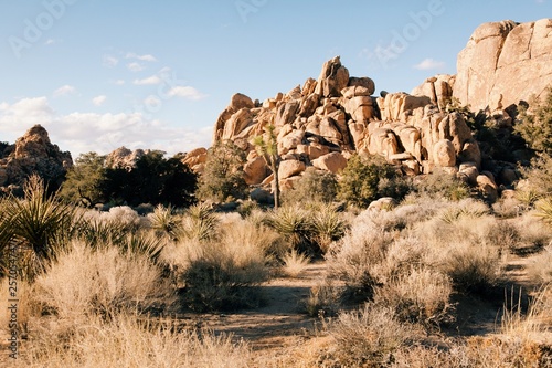 Joshua Tree rock landscape