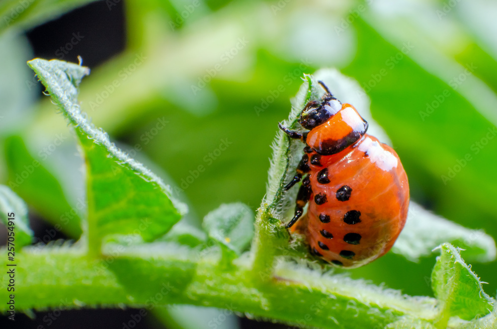 Red larva of the Colorado potato beetle eats potato leaves Red larva of the Colorado potato beetle eats potato leaves