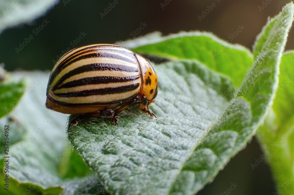 Colorado potato beetle eats green potato leaves Colorado potato beetle eats green potato leaves
