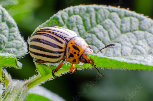 Colorado potato beetle eats green potato leaves © andrei310