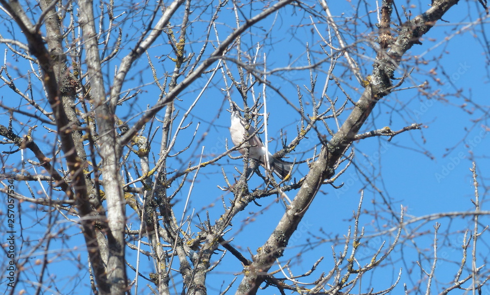squirrel on treetree, nature, branch, frost, sky, cold, ice, blue, white, frozen, branches, spring squirrel on treetree, nature, branch, frost, sky, cold, ice, blue, white, frozen, branches, spring