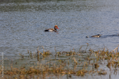 red crested pochard