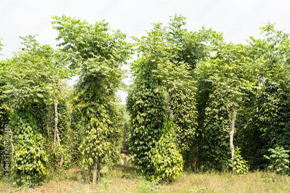 Field with black pepper plants on the way to Douala, Cameroon, Africa.
