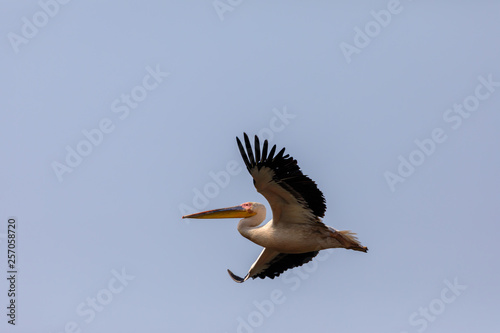 Great White Pelican in flight