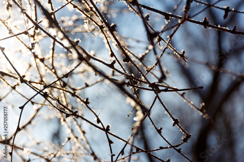 Frozen twig and branches in backlight © Aleksei Krylov