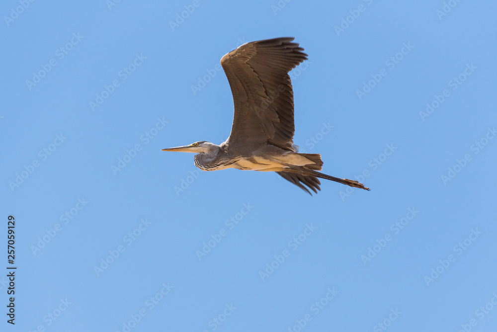Obraz premium Grey heron (Ardea cinerea). The bird is flying and looking for prey. Chyornye Zemli (Black Lands) Nature Reserve, Kalmykia region, Russia.