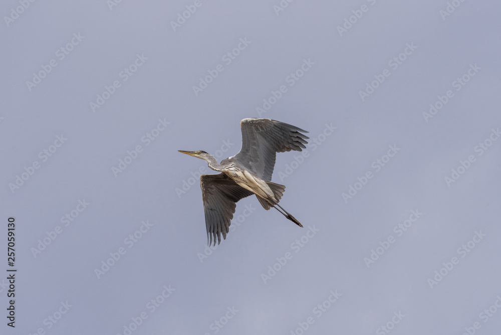 Fototapeta premium Grey heron (Ardea cinerea). The bird is flying and looking for prey. Chyornye Zemli (Black Lands) Nature Reserve, Kalmykia region, Russia.