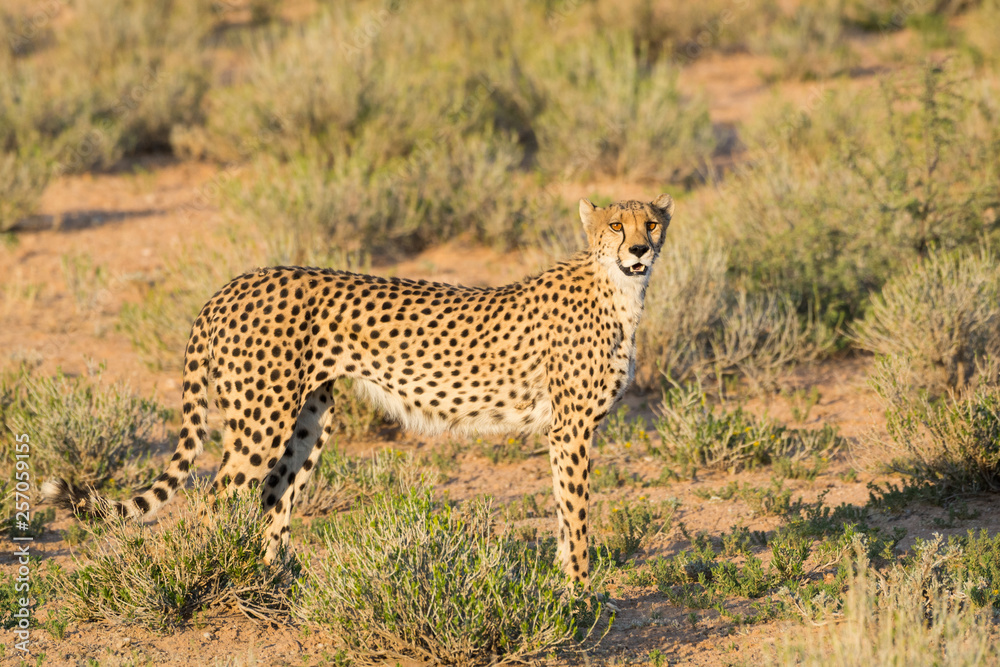 Elegant female cheetah is out in the warm and beautiful evening light, Kgalagadi Transfrontier National Park, South Africa, Africa. Elegant female cheetah is out in the warm and beautiful evening light, Kgalagadi Transfrontier National Park, South Africa, Africa.