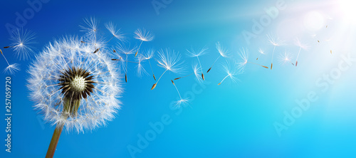 Fotografia Dandelion With Seeds Blowing Away Blue Sky