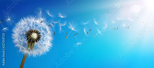 Panel kuchenny z motywem Dandelion With Seeds Blowing Away Blue Sky