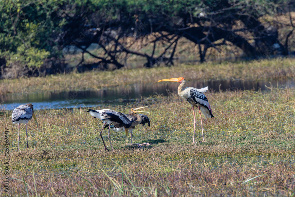 Pianted Stork feeding