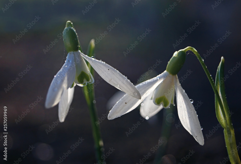 White snowdrop flowers with water drops after rain.