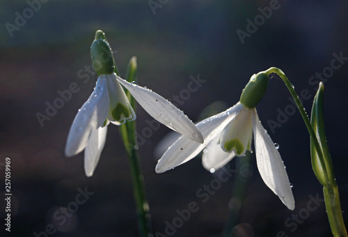 Obraz na płótnie White snowdrop flowers with water drops after rain. w salonie