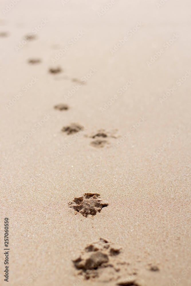 footprints in the sand footprints in the sand