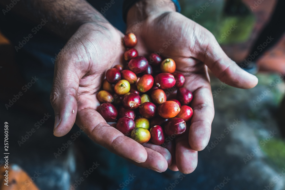 Coffee Cherries in Hands Coffee Cherries in Hands