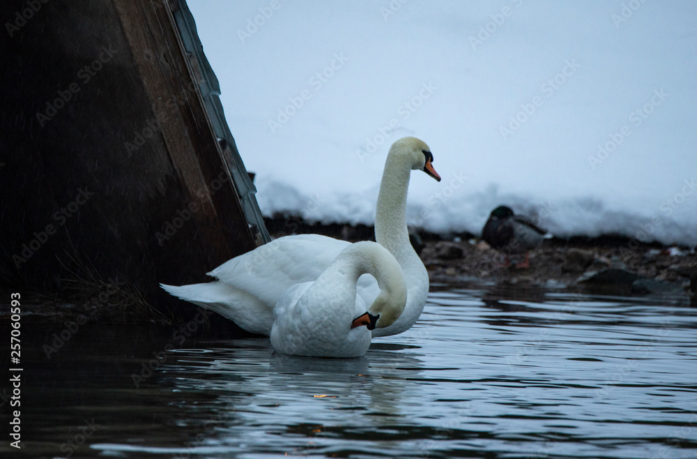 Fototapeta premium Swan