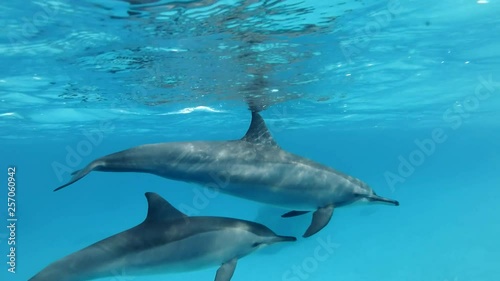 Mom with juvenile dolphin slowly swims in a circle under surface in blue water. Spinner Dolphin (Stenella longirostris), Underwater shot, Closeup. Red Sea photo