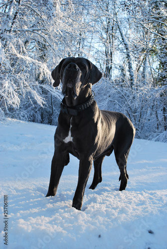 A big and beautiful grey great dane in the snow at dusk.