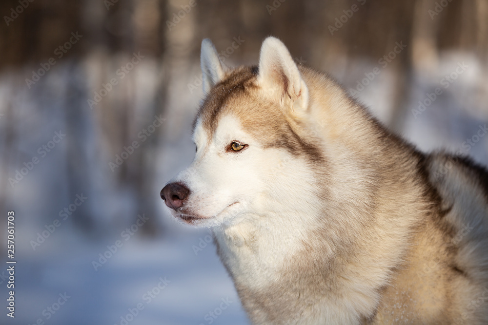 Gorgeous Siberian Husky dog sitting on the snow in the winter forest
