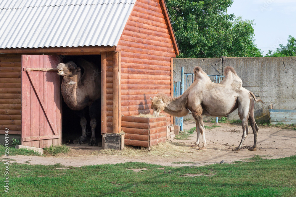 Fototapeta premium Family of white two-humped camels couple stands in zoo yard