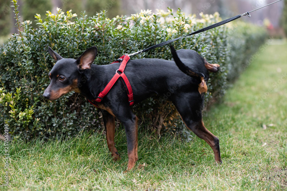 Miniature Pincher on the background of bushes and trees. The dog is urinating. Miniature Pincher on the background of bushes and trees. The dog is urinating.