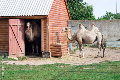 Family of white two-humped camels couple standing in zoo aviary