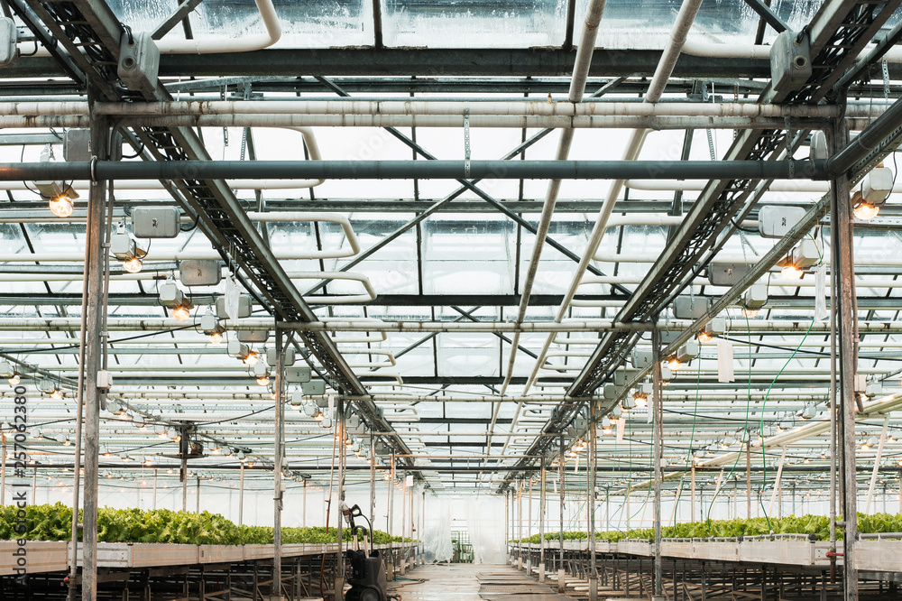 Green House and green vegetable. Young plants growing in a very large nursery